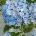 Hydrangea