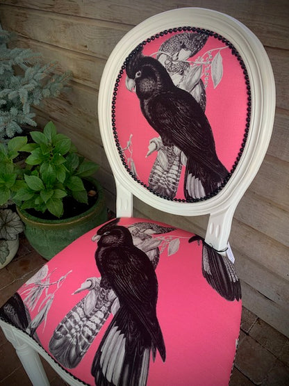 Black Cockatoo
