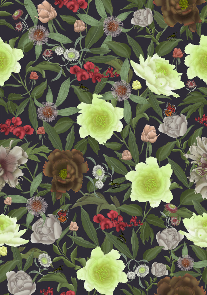 Australian Wildflower Peony