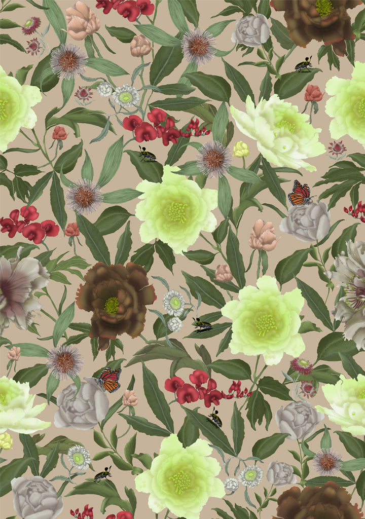Australian Wildflower Peony