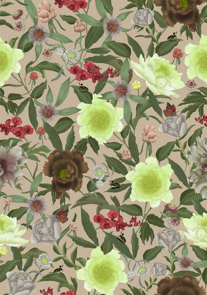 Australian Wildflower Peony