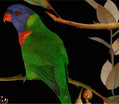 Beaks and Blooms