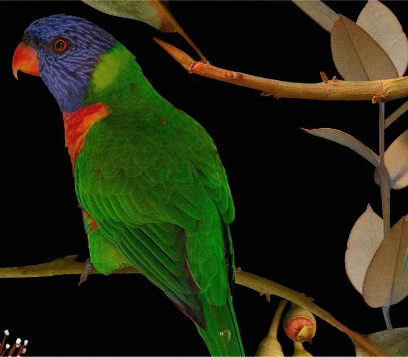 Beaks and Blooms