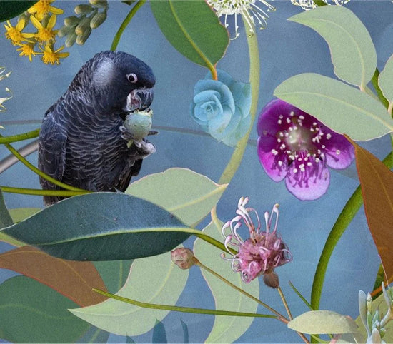 Australian Cacophony