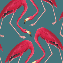 Flamingos