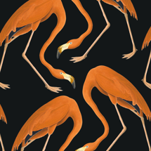 Flamingos