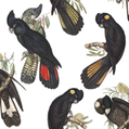 Black Cockatoo