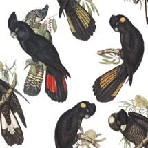 Black Cockatoo
