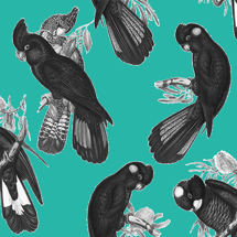 Black Cockatoo