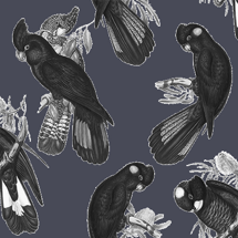 Black Cockatoo