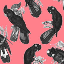 Black Cockatoo