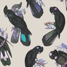 Black Cockatoo
