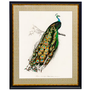 Peacock Wall Art